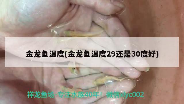 金龍魚溫度(金龍魚溫度29還是30度好)