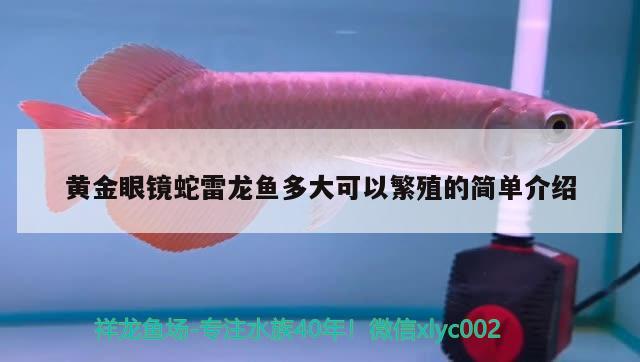 黃金眼鏡蛇雷龍魚多大可以繁殖的簡單介紹 黃金眼鏡蛇雷龍魚