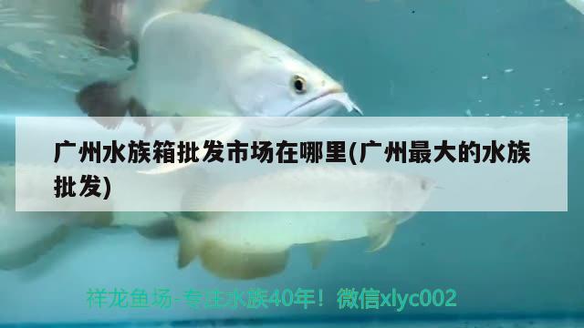 廣州水族箱批發(fā)市場在哪里(廣州最大的水族批發(fā))