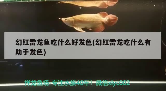 幻紅雷龍魚(yú)吃什么好發(fā)色(幻紅雷龍吃什么有助于發(fā)色)