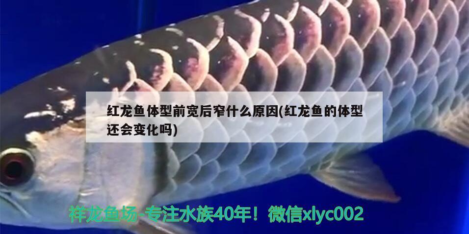 魚(yú)缸加熱棒品牌推薦：魚(yú)缸加熱棒排名前十牌子好 水族維護(hù)服務(wù)（上門） 第3張