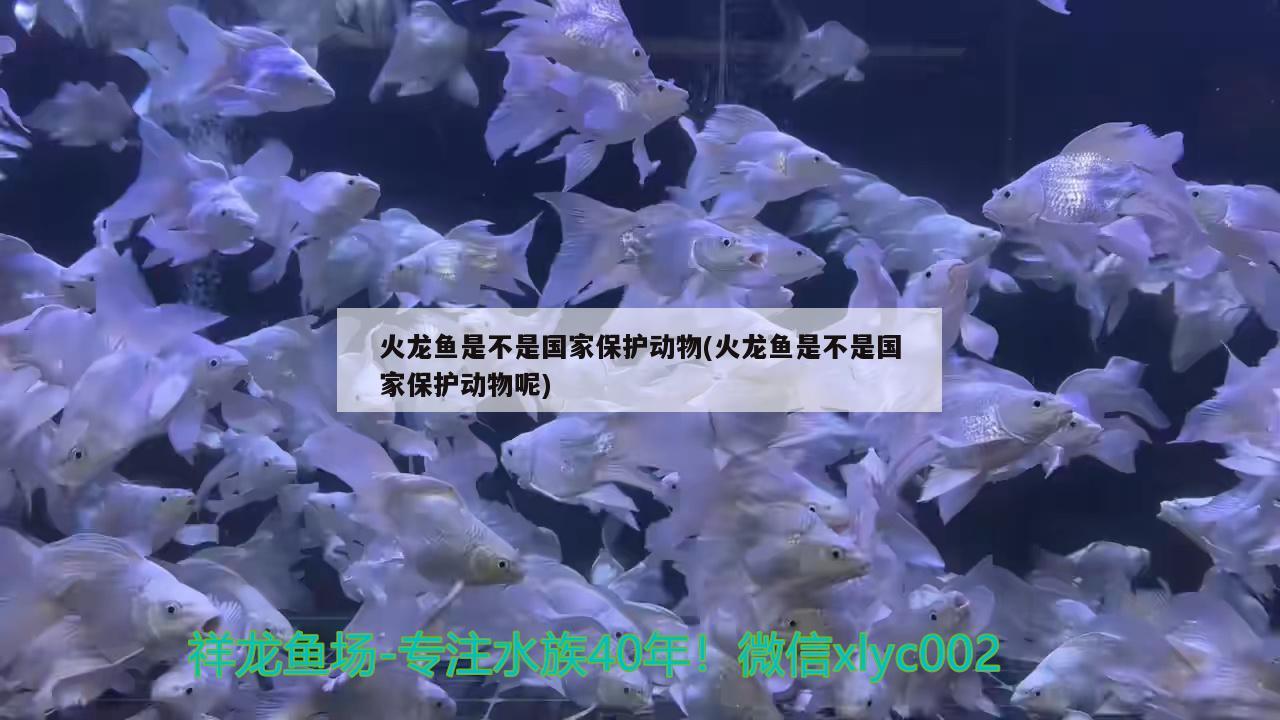 火龍魚是不是國(guó)家保護(hù)動(dòng)物(火龍魚是不是國(guó)家保護(hù)動(dòng)物呢) 蘇虎