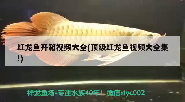 紅龍魚開箱視頻大全(頂級紅龍魚視頻大全集!) 觀賞魚魚苗