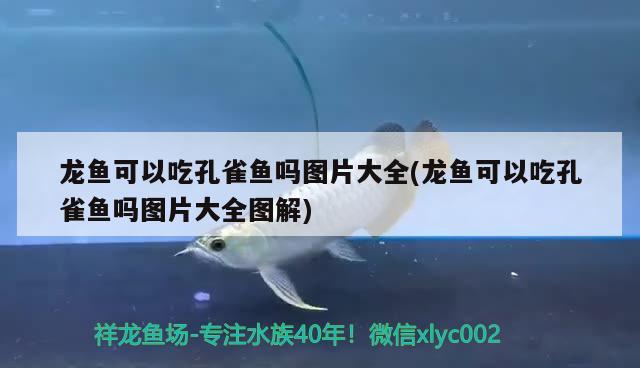 龍魚可以吃孔雀魚嗎圖片大全(龍魚可以吃孔雀魚嗎圖片大全圖解) 黃鰭鯧魚