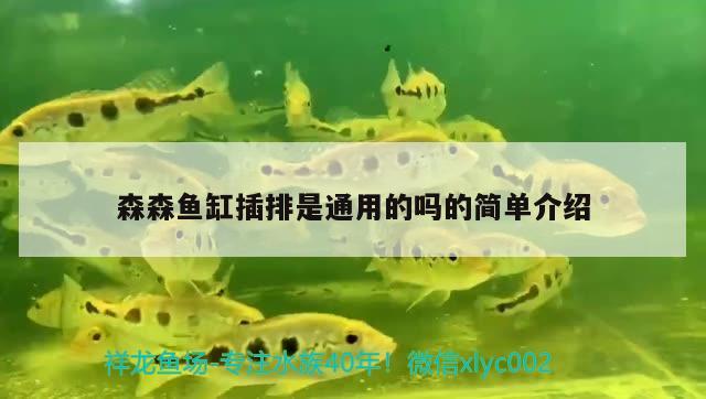 森森魚缸插排是通用的嗎的簡單介紹 大白鯊魚