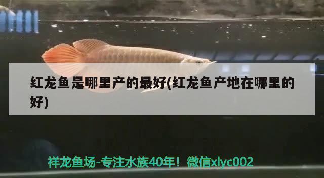 藍(lán)底魚缸養(yǎng)金龍魚好不好：藍(lán)底金龍魚用什么背景好