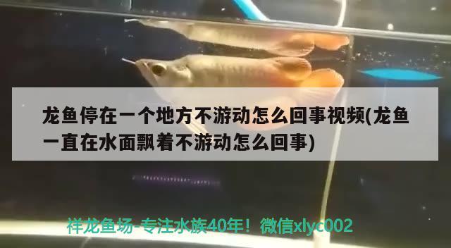 龍魚停在一個地方不游動怎么回事視頻(龍魚一直在水面飄著不游動怎么回事)