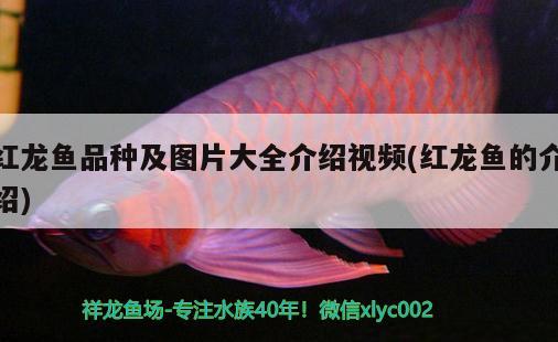 紅龍魚品種及圖片大全介紹視頻(紅龍魚的介紹)