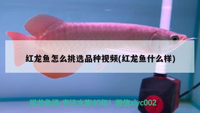 紅龍魚怎么挑選品種視頻(紅龍魚什么樣) 魚缸風水