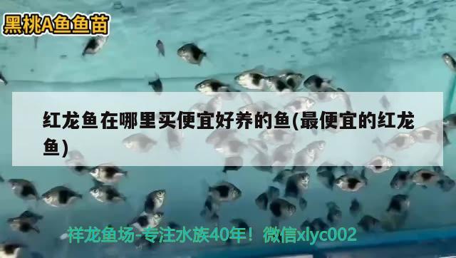 紅龍魚(yú)在哪里買(mǎi)便宜好養(yǎng)的魚(yú)(最便宜的紅龍魚(yú)) 金龍福龍魚(yú)