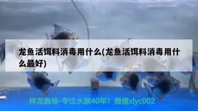 藍(lán)底魚缸養(yǎng)金龍魚好不好：藍(lán)底金龍魚用什么背景好