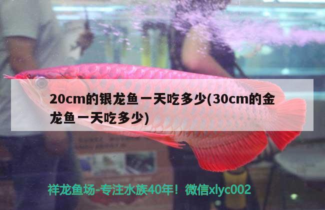 20cm的銀龍魚一天吃多少(30cm的金龍魚一天吃多少) 銀龍魚百科 第1張