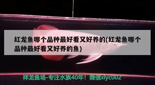 紅龍魚哪個品種最好看又好養(yǎng)的(紅龍魚哪個品種最好看又好養(yǎng)的魚) 元寶鳳凰魚