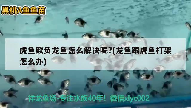 虎魚欺負(fù)龍魚怎么解決呢?(龍魚跟虎魚打架怎么辦)