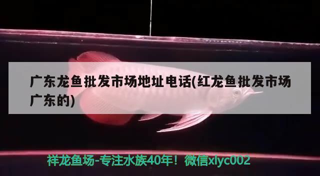 紅龍魚和七彩混養(yǎng)好不好(紅龍與七彩神仙魚混養(yǎng)好嗎) 七彩神仙魚 第1張