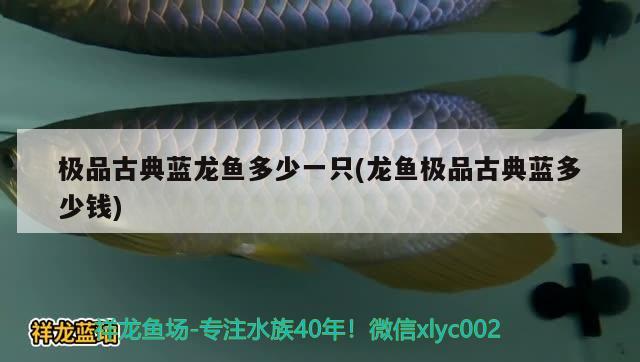 極品古典藍龍魚多少一只(龍魚極品古典藍多少錢)