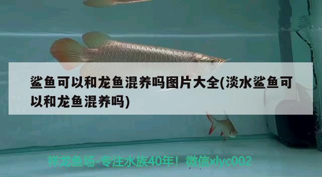 鯊魚可以和龍魚混養(yǎng)嗎圖片大全(淡水鯊魚可以和龍魚混養(yǎng)嗎) 眼斑魚