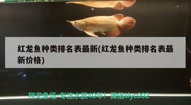 紅龍魚種類排名表最新(紅龍魚種類排名表最新價(jià)格) 蘇虎