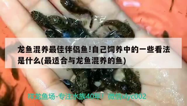 入戶門對面放魚缸可以嗎（入戶門對面放魚缸好嗎）