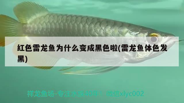 紅色雷龍魚為什么變成黑色啦(雷龍魚體色發(fā)黑) 赤荔鳳冠魚