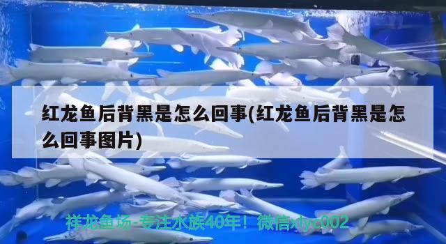 一條魚標(biāo)志的魚缸是什么牌子的：一條魚標(biāo)志的魚缸是什么牌子的水泵