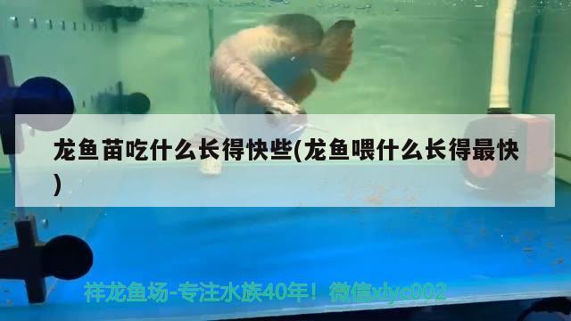 龍魚苗吃什么長得快些(龍魚喂什么長得最快)