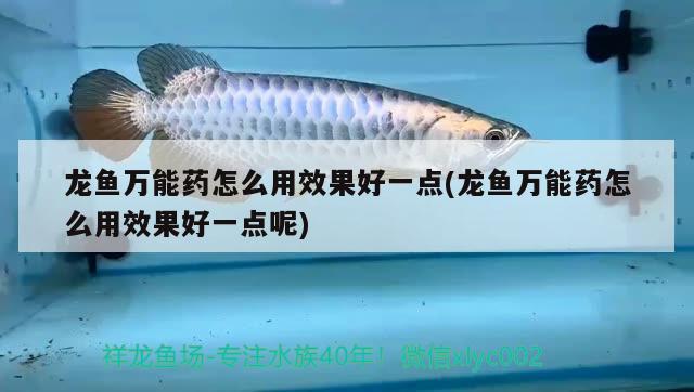 惠弘魚藥使用方法龍魚(惠弘魚藥使用說(shuō)明) 印尼四紋虎