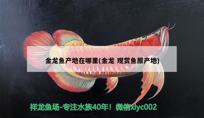 金龍魚產(chǎn)地在哪里(金龍觀賞魚原產(chǎn)地)