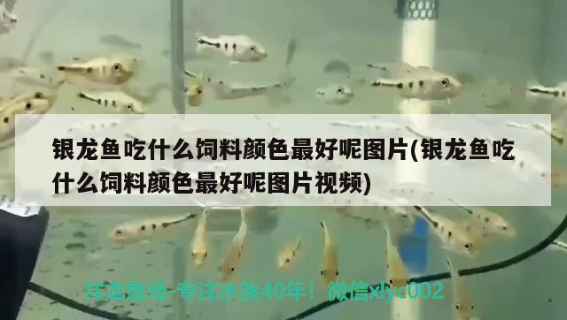 銀龍魚吃什么飼料顏色最好呢圖片(銀龍魚吃什么飼料顏色最好呢圖片視頻)