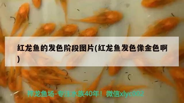 紅龍魚(yú)的發(fā)色階段圖片(紅龍魚(yú)發(fā)色像金色啊)