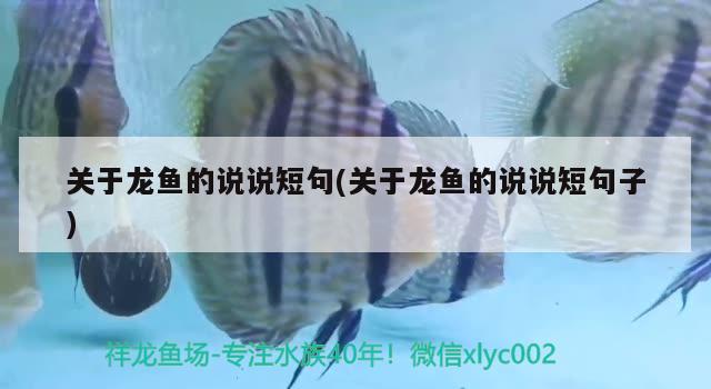 關于龍魚的說說短句(關于龍魚的說說短句子)