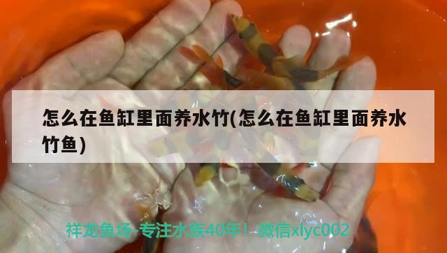 潮州魚缸維護(hù)（潮州魚缸維護(hù)公司） 黃金招財(cái)貓魚 第1張