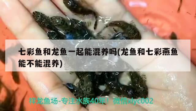 七彩魚和龍魚一起能混養(yǎng)嗎(龍魚和七彩燕魚能不能混養(yǎng)) 銀河星鉆魚