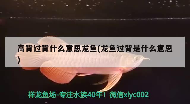 高背過背什么意思龍魚(龍魚過背是什么意思) 殺菌消毒設(shè)備