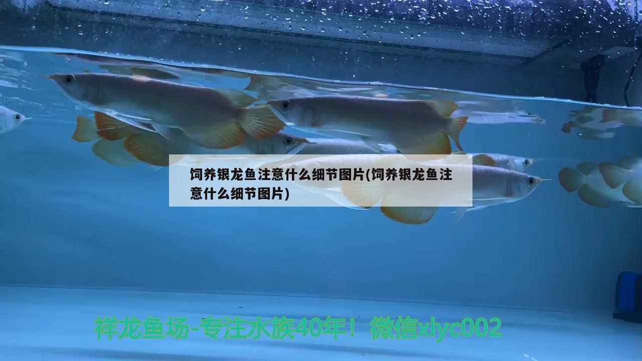 飼養(yǎng)銀龍魚注意什么細(xì)節(jié)圖片(飼養(yǎng)銀龍魚注意什么細(xì)節(jié)圖片)