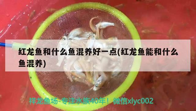 紅龍魚和什么魚混養(yǎng)好一點(diǎn)(紅龍魚能和什么魚混養(yǎng)) 杰西卡恐龍魚