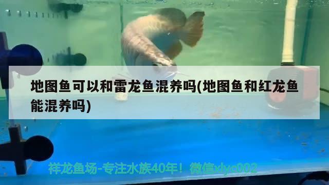 各位大神有知道這條鸚鵡魚得了什么病嗎？ 鸚鵡魚 第3張