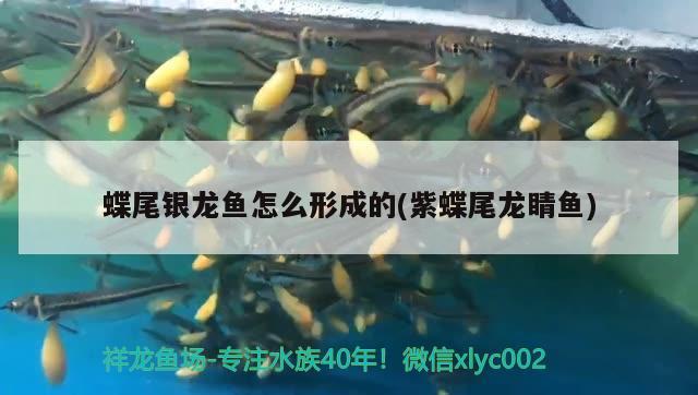 魚缸過濾器怎么拆洗視頻教程(魚缸過濾器拆裝圖) 月光鴨嘴魚苗 第1張