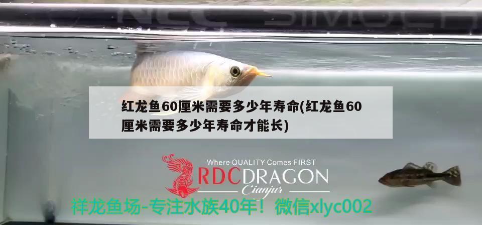 紅龍魚60厘米需要多少年壽命(紅龍魚60厘米需要多少年壽命才能長) 紅老虎魚 第2張