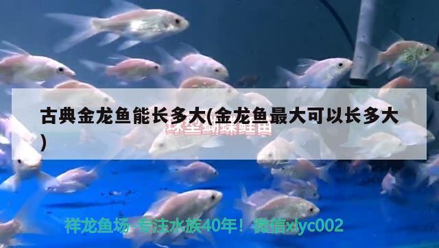 古典金龍魚能長(zhǎng)多大(金龍魚最大可以長(zhǎng)多大)