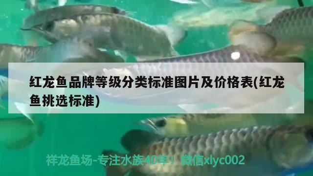 紅龍魚品牌等級分類標(biāo)準(zhǔn)圖片及價格表(紅龍魚挑選標(biāo)準(zhǔn)) 黃金河虎魚