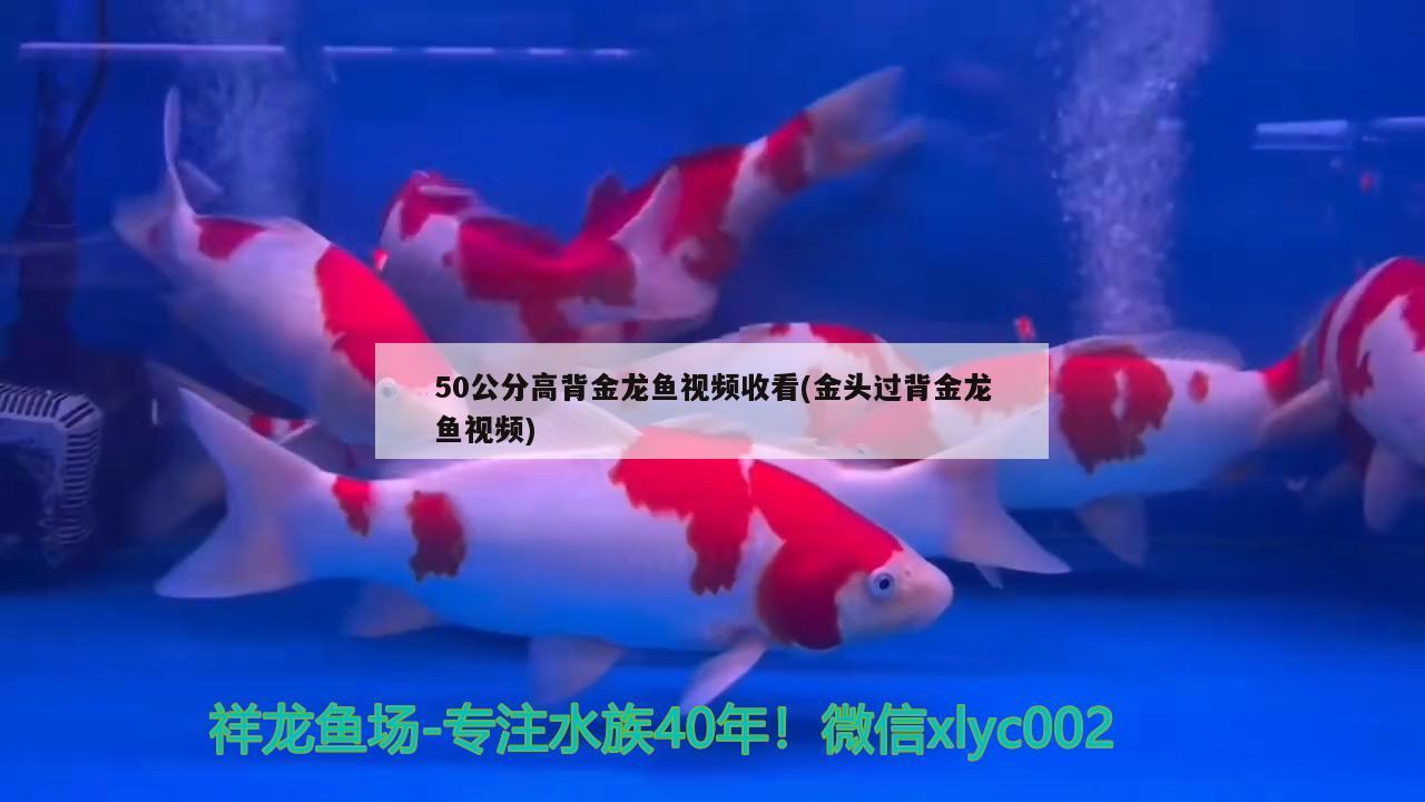 50公分高背金龍魚視頻收看(金頭過背金龍魚視頻)