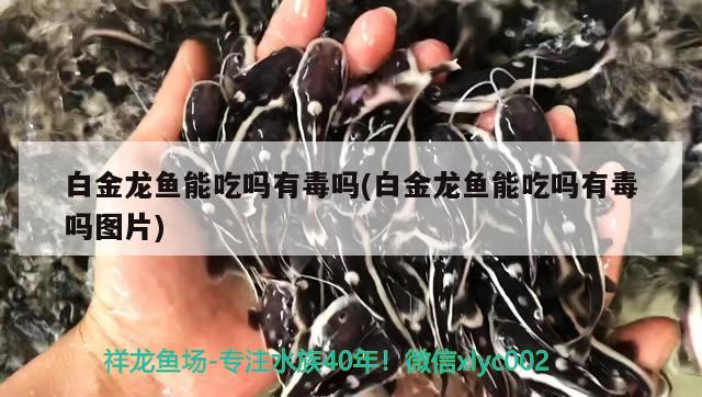 白金龍魚能吃嗎有毒嗎(白金龍魚能吃嗎有毒嗎圖片) 印尼小紅龍