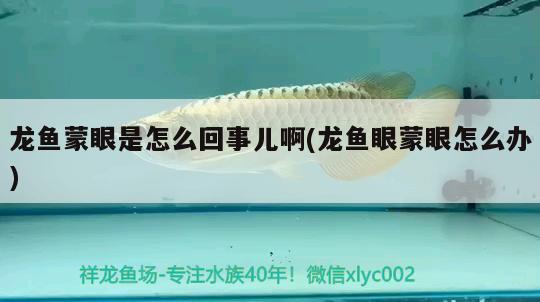 龍魚蒙眼是怎么回事兒啊(龍魚眼蒙眼怎么辦) 元寶鯽 第2張