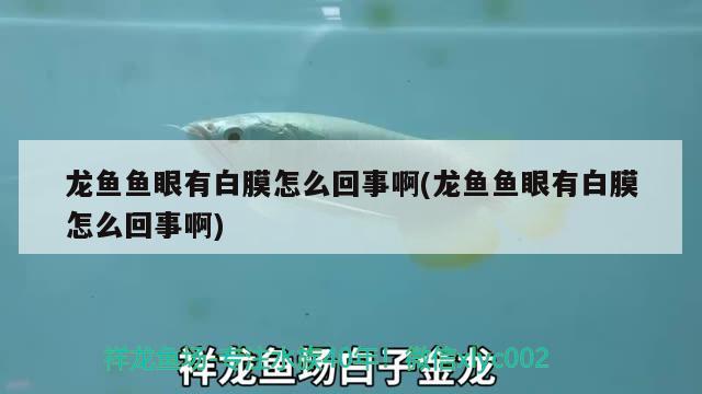 龍魚(yú)魚(yú)眼有白膜怎么回事啊(龍魚(yú)魚(yú)眼有白膜怎么回事啊)