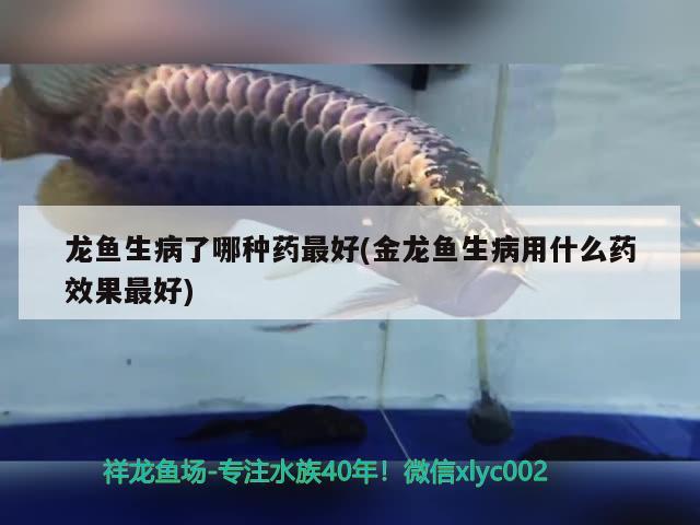 龍魚生病了哪種藥最好(金龍魚生病用什么藥效果最好) 紅眼黃化幽靈火箭魚|皇家火箭魚