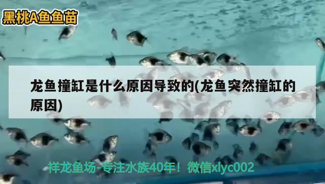 龍魚撞缸是什么原因?qū)е碌?龍魚突然撞缸的原因) 白子銀龍苗（黃化銀龍苗）