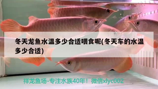 冬天龍魚水溫多少合適喂食呢(冬天車的水溫多少合適)