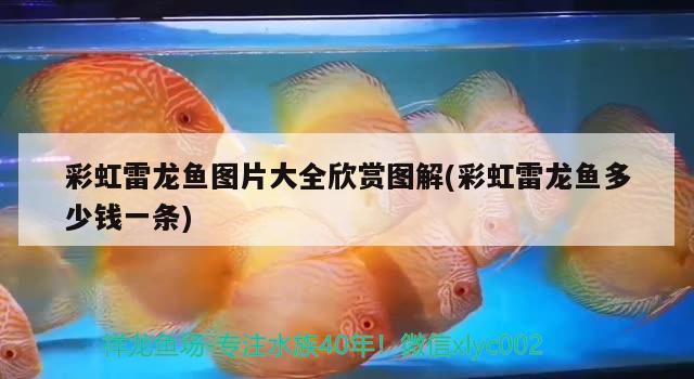 彩虹雷龍魚圖片大全欣賞圖解(彩虹雷龍魚多少錢一條) 虎魚百科