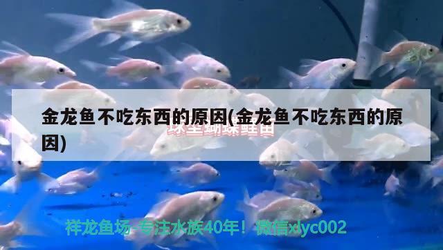 魚缸養(yǎng)水多久可以放魚，養(yǎng)魚的水要放幾天才能用